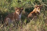 TANZANIA - Serengeti National Park - Leoni Lions - 20